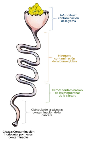 Contaminación bacteriana en huevos Contaminacion bacteriana huevos6