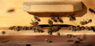 Enfermedades de las abejas melíferas