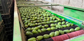 Exportan productores poblanos nopal, tuna verde y roja a Texas, EU.