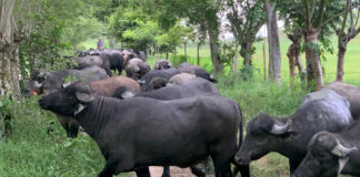 Inocuidad, conservación y empacado de carne de búfalo de agua: demanda, mercado y cómo evaluar su autenticidad