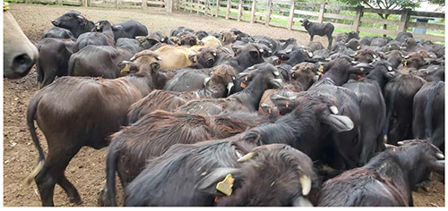 Inocuidad, conservación y empacado de carne de búfalo de agua: demanda, mercado y cómo evaluar su autenticidad Inocuidad conservacion empacado carne bufalo agua1