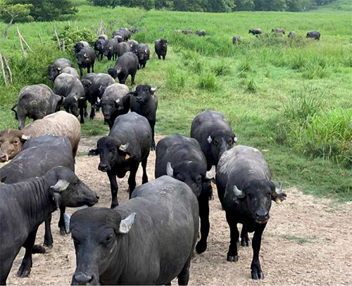 Inocuidad, conservación y empacado de carne de búfalo de agua: demanda, mercado y cómo evaluar su autenticidad Inocuidad conservacion empacado carne bufalo agua2