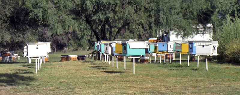 Instalación y manejo de apiarios Instalacion manejo apiarios