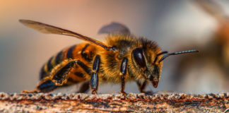 Las abejas y los pesticidas