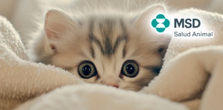 MSD Salud Animal da recomendaciones en el Día Mundial del Gato