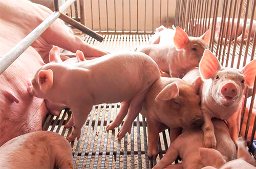 ¿Por qué no producimos suficiente? Por que no producimos suficiente3