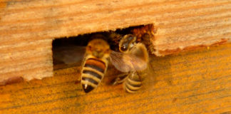 Principales plagas de la abeja melífera