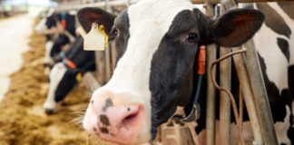 ¿Qué es el bienestar animal y por qué nos debe importar?