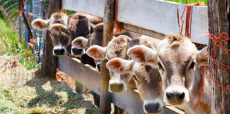 R-CALF USA pide el uso de ivermectina en ganado para evitar al NWS