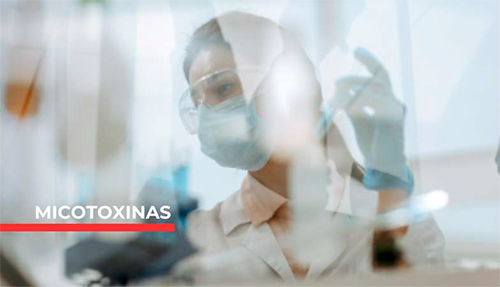 Sanfer salud animal y su compromiso por mitigar el efecto negativo de las micotoxinas Sanfer salud animal compromiso mitigar efecto negativo micotoxinas 1