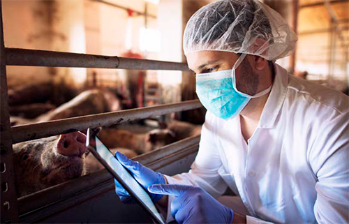 Sanfer salud animal y su compromiso por mitigar el efecto negativo de las micotoxinas Sanfer salud animal compromiso mitigar efecto negativo micotoxinas 2