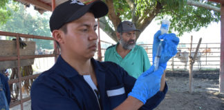 Senasica contratará egresados de la UACh para combatir el GBG