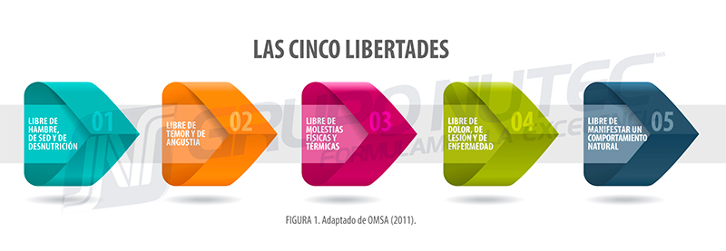 Alojamiento en gestación y el bienestar animal cinco libertades