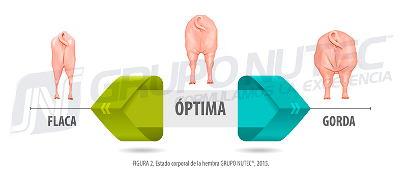 Alojamiento en gestación y el bienestar animal estado corporal