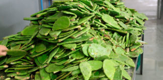 Informa Profeco el precio mínimo y máximo del nopal