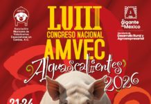 Category Template 1 AMVEC NACIONAL