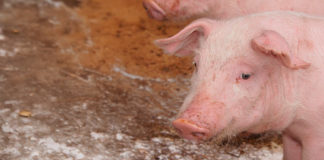 Circovirus porcino: Panorama Epidemiológico