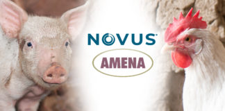 NOVUS ofrece Estrategias Nutricionales para Aves y Cerdos