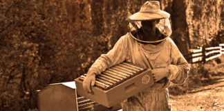 Organización de productores apícolas