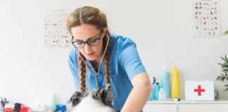 Plantean hacer deducible de ISR gastos veterinarios de mascotas