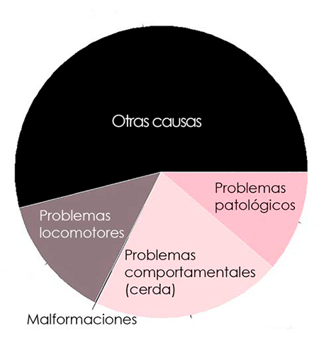 ¿Por qué y cuándo se producen las bajas de los lechones en lactación? Por que cuando producen bajas lechones lactacion1