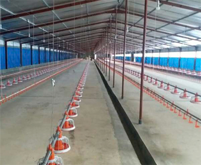 Preparación de instalaciones avícolas previo a la recepción de nuevos lotes Preparacion instalaciones avicolas previo recepcion nuevos lotes1