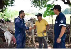 La plaga del gusano barrenador del ganado I plaga gusano barrenador ganado I14