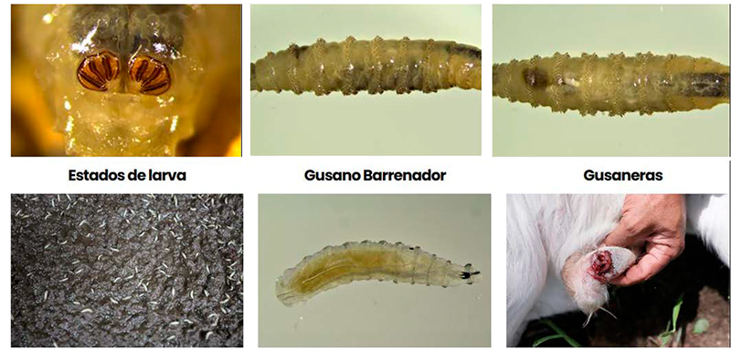La plaga del gusano barrenador del ganado I plaga gusano barrenador ganado I2