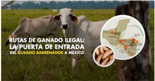 La plaga del gusano barrenador del ganado I plaga gusano barrenador ganado I8