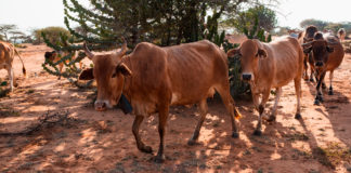 Se tienen recursos para iniciar en el norte la producción de carne