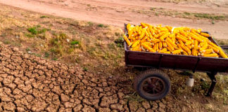 Se espera una reducción en la producción agropecuaria este año. Juan Carlos Anaya