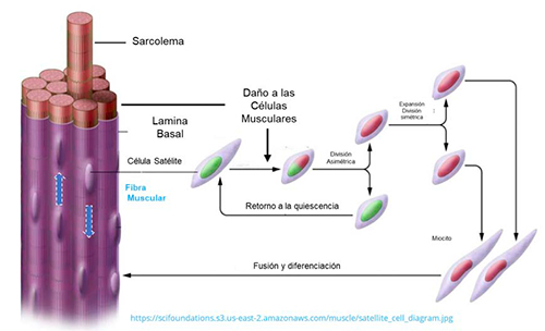 El rol de las células satélite rol celulas satelite2