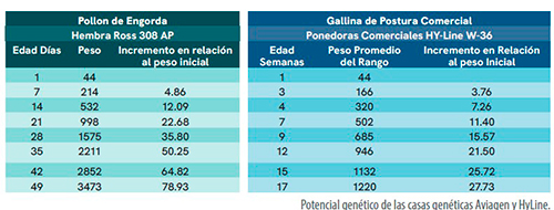 El rol de las células satélite rol celulas satelite5