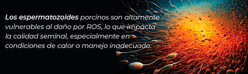 Antioxidantes en la reproducción y fertilidad porcina Antioxidantes reproduccion fertilidad porcina3