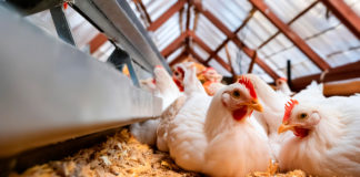Colaboración técnica de Humane World for Animals con productores avícolas en Chihuahua