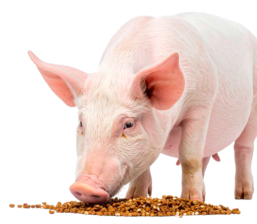 Cómo afecta la conversión alimenticia a la rentabilidad Como afecta conversion alimenticia rentabilidad2
