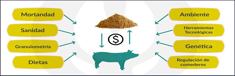 Cómo afecta la conversión alimenticia a la rentabilidad Como afecta conversion alimenticia rentabilidad3