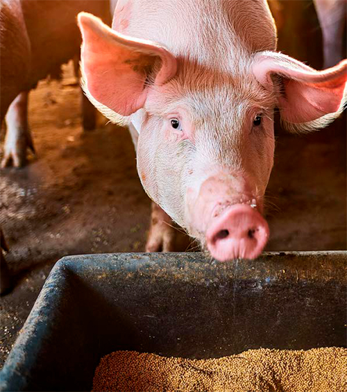 Cómo afecta la conversión alimenticia a la rentabilidad Como afecta conversion alimenticia rentabilidad4
