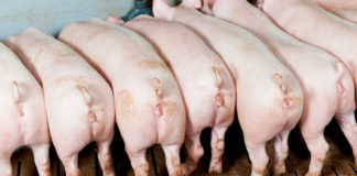 Eficiencia terapéutica en enfermedades respiratorias, digestivas y MMA