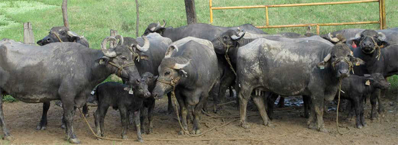 Enfermedades bacterianas Enfermedades bacterianas salud enfermedad bufalos agua2