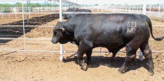 Entregan sementales a ganaderos de Sonora