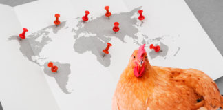 Mapa 2025 de la avicultura de carne