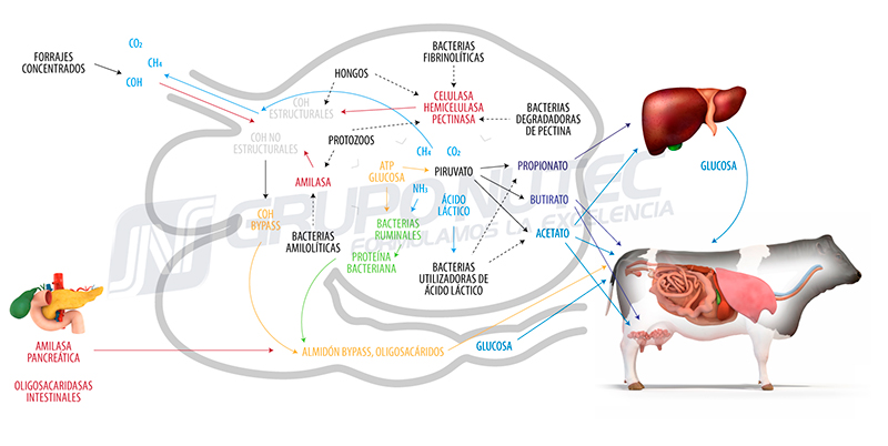Metabolismo de carbohidratos en los rumiantes absorcion glucosa