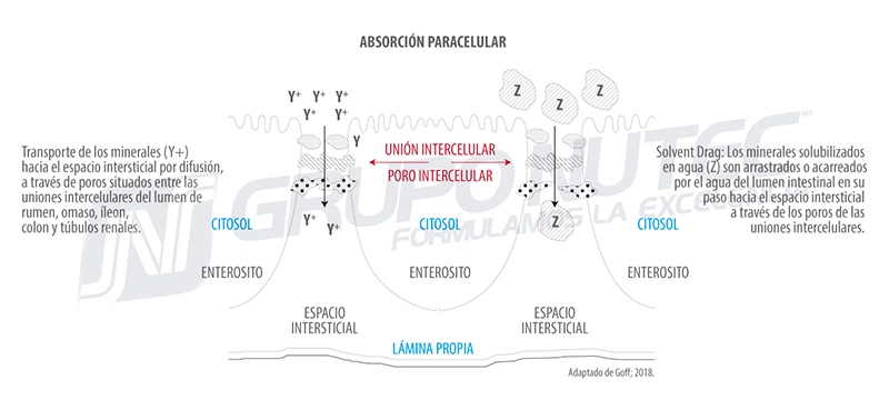 Metabolismo de los minerales en los bovinos absorcion paracelular