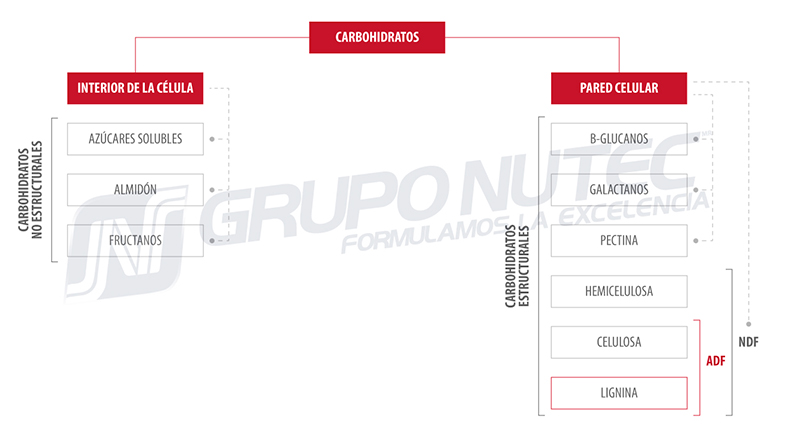 Metabolismo de carbohidratos en los rumiantes carbohidratos