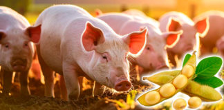 La certidumbre en nutrición animal empieza aquí