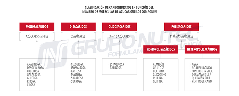 Metabolismo de carbohidratos en los rumiantes clasificacion carbohidratos