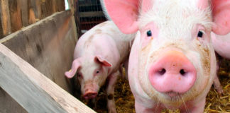 El estrés térmico reduce productividad, fertilidad y desarrollo porcino.