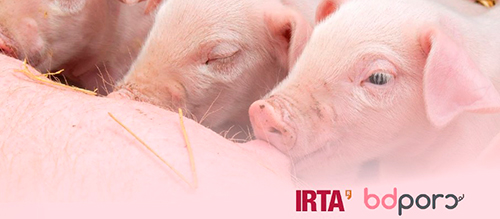 El estrés térmico reduce productividad, fertilidad y desarrollo porcino. estres termico reduce productividad fertilidad desarrollo porcino5