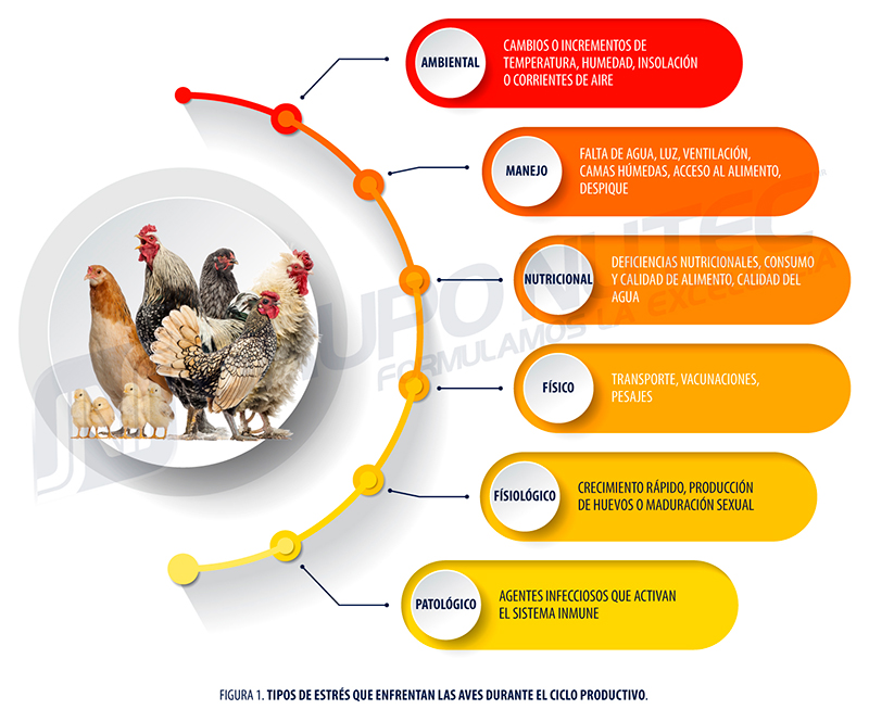 La importancia de los antioxidantes en el manejo del estrés por calor en aves figura 1